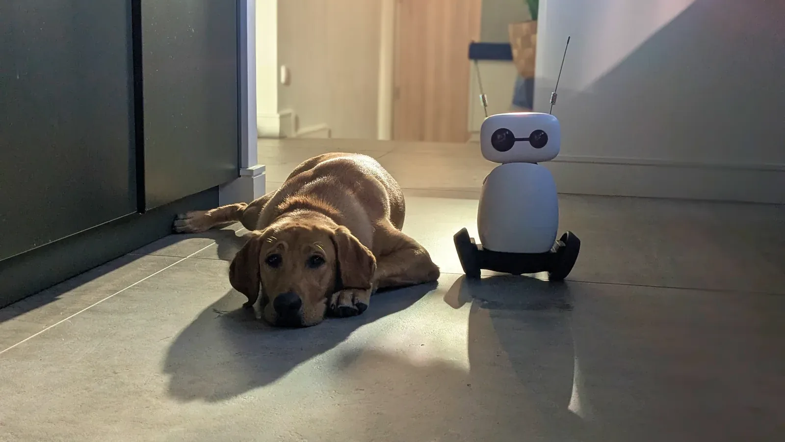 Reachy Mini on its two-wheeled Hoverboard base, next to a dog lying on a hallway floor